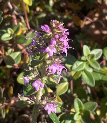 Nurmiajuruoho (Thymus pulegioides), siemeniä 100 kpl