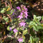 Nurmiajuruoho (Thymus pulegioides), siemeniä 100 kpl - pikkukuva 1