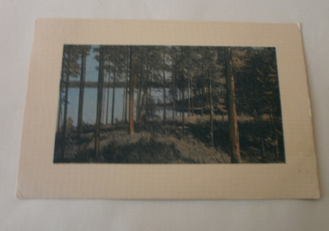 Tolvajärvi, Korpiselkä, männikköinen rantanäkymä, p. 1914