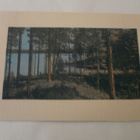 Tolvajärvi, Korpiselkä, männikköinen rantanäkymä, p. 1914 - pikkukuva 1