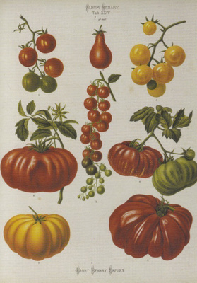 G. Severeyns: Tomaatit (isohko kortti)