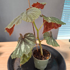 Begonia U168 - pikkukuva 1