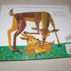 Eric Carle Onko kengurullakin äiti? - pikkukuva 5