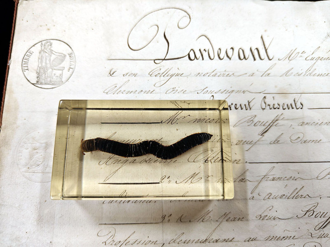 Natura Obscura – Entomologinen näyte no. 351
