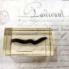 Natura Obscura – Entomologinen näyte no. 351 - pikkukuva 1