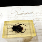 Natura Obscura – Entomologinen näyte no. 332 - pikkukuva 3