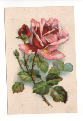 Ruusu (piiretty kortti) (4S)