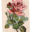Ruusu (piiretty kortti) (4S) - pikkukuva 1