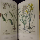 The Garden at Eichstätt - Basilius Besler`s Book of Plants - pikkukuva 3