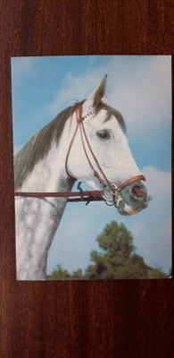 Valkoinen hevonen, vanha kulkenut kortti, 1980 luku