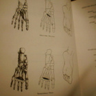 Krantz KINESIOLOGY MANUAL ( 4 p. 1951 USA ) Sis.pk:t - pikkukuva 3