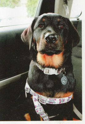 ROTTWEILER  POSTIKORTTI