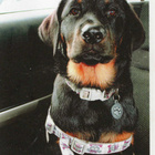 ROTTWEILER  POSTIKORTTI - pikkukuva 1