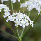 Ahopukinjuuri (Pimpinella saxifraga), siemeniä 100 kpl - pikkukuva 2