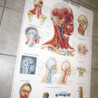 THE HUMAN SKULL, HUMAN TEETH, NECK AND HEAD OPETUSJULISTEET - pikkukuva 3