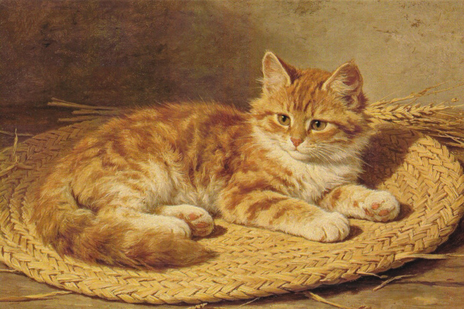 Kissa kortti