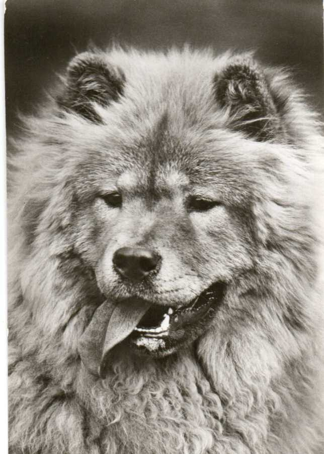 CHOW - CHOW POSTIKORTTI