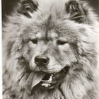 CHOW - CHOW POSTIKORTTI - pikkukuva 1