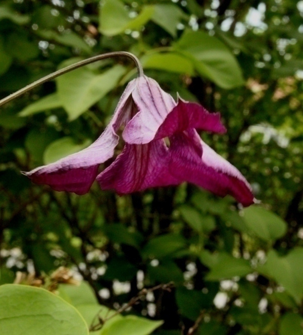 Viinikärhö (Clematis viticella), siemeniä 50 kpl
