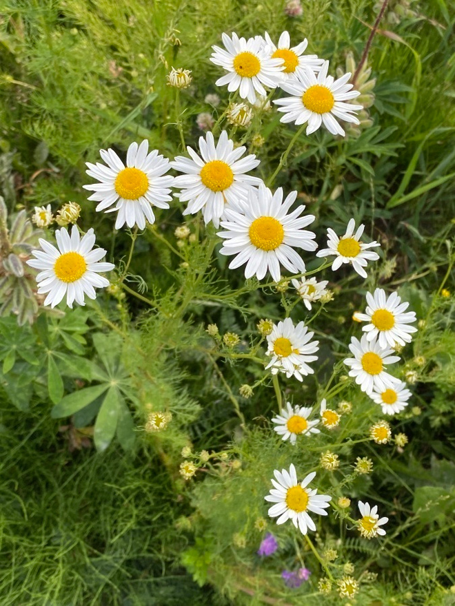 Peltosaunio (Tripleurospermum inodorum), siemeniä 100 kpl