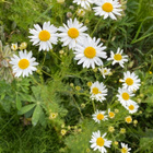 Peltosaunio (Tripleurospermum inodorum), siemeniä 100 kpl - pikkukuva 1