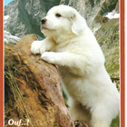 PYRENEITTENKOIRA POSTIKORTTI - pikkukuva 1