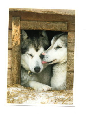 °°HUSKY-Koirat kopissa°° -KORTTI / (Kulkematon) J.Harala