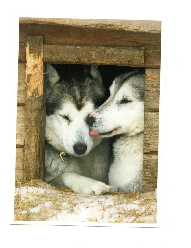 °°HUSKY-Koirat kopissa°° -KORTTI / (Kulkematon) J.Harala
