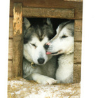 °°HUSKY-Koirat kopissa°° -KORTTI / (Kulkematon) J.Harala - pikkukuva 1