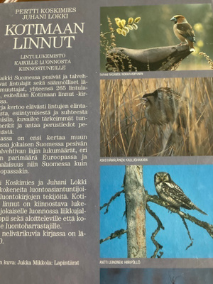 KOSKIMIES - LOKKI: KOTIMAAN LINNUT