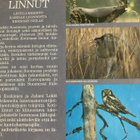 KOSKIMIES - LOKKI: KOTIMAAN LINNUT - pikkukuva 1
