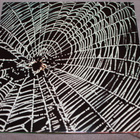 Andy Zwerling - Spiders in The Night LP 1971 - pikkukuva 4