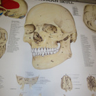 THE HUMAN SKULL, HUMAN TEETH, NECK AND HEAD OPETUSJULISTEET - pikkukuva 4