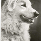 KUVASZ POSTIKORTTI - PLANET VERLAG - pikkukuva 1