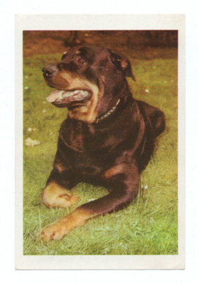 Purkkakuva SERTI ROTUKOIRASARJA n:o 13 ROTTWEILINKOIRA