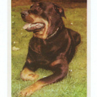 Purkkakuva SERTI ROTUKOIRASARJA n:o 13 ROTTWEILINKOIRA - pikkukuva 1