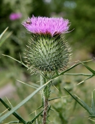 Piikkiohdake (Cirsium vulgare), siemeniä 50 kpl