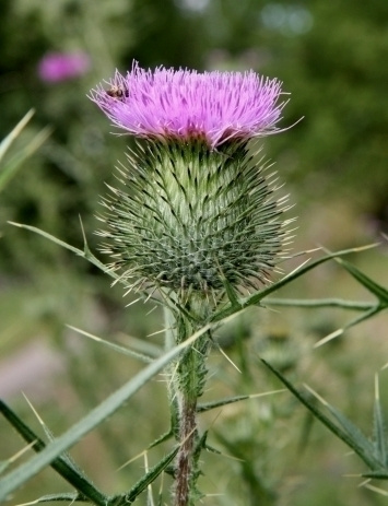 Piikkiohdake (Cirsium vulgare), siemeniä 50 kpl