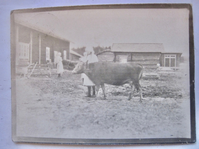 VANHA Postikortti Aura 1920-l Lehmä ym Kulkenut