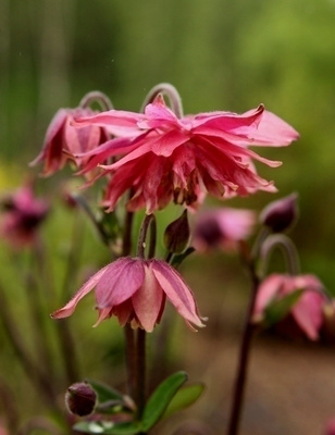Lehtoakileija 'Rose Barlow' , siemeniä 50 kpl