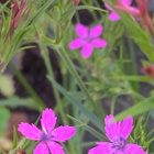 Mykeröneilikka (Dianthus armeria), siemeniä 100 kpl - pikkukuva 3