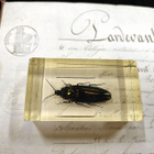 Natura Obscura – Entomologinen näyte no. 302 - pikkukuva 1