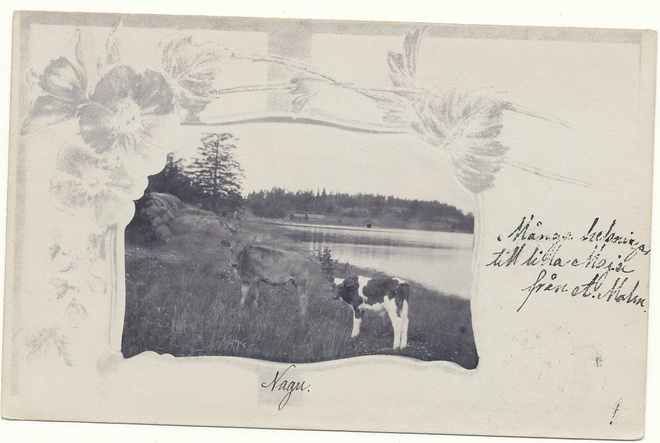 NAUVO-NAGU / Lehmiä laitumella - kulk. 1903
