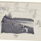 NAUVO-NAGU / Lehmiä laitumella - kulk. 1903 - pikkukuva 1