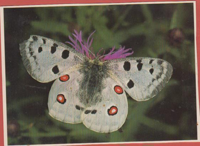 Apolloperhonen