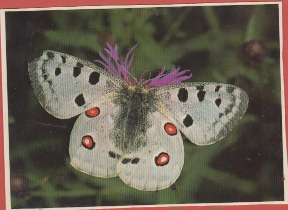 Apolloperhonen
