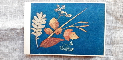Vanha kulkematon kasvi kortti, kukkasarja kortti 1/-43