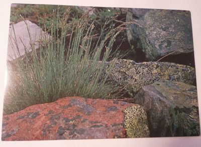 Lauha-mätäs kivien keskellä, WWF-kortti, p. 1975