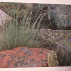 Lauha-mätäs kivien keskellä, WWF-kortti, p. 1975 - pikkukuva 1