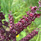 Tummapärskäjuuri (Veratrum nigrum), siemeniä 100 kpl - pikkukuva 2